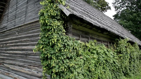 Whole side old cedar wooden shake shingle roof of the hop humulus Stock Footage 32241575