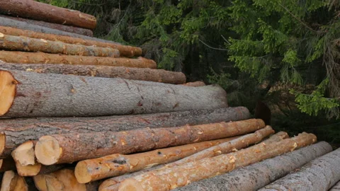 Whole timber logs on green grass Video stock 95905178