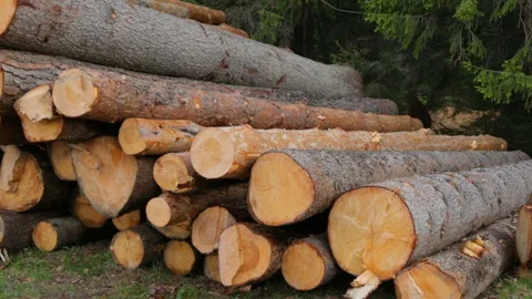 Whole timber logs on green grass Stock Footage 95936149