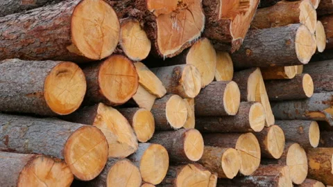 Whole timber logs on green grass Stock Footage 95968948