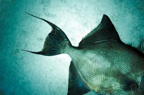 Whole Triggerfish from the Gulf of Mexico Stock Photos