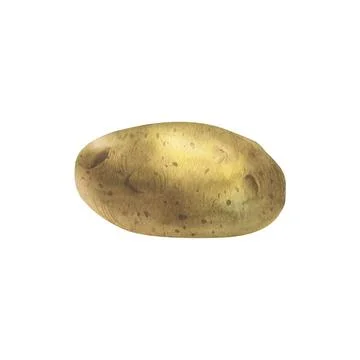 Whole tuber of white potatoes with brown skin. Watercolor illustration, hand Stock Illustration