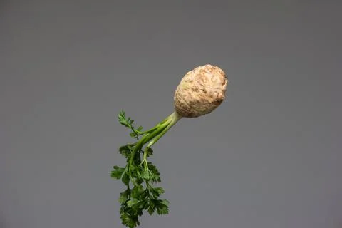 Whole uncooked celery root and leaves close up studio shot isolated on gray b Fotos de archivo
