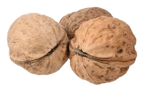 Whole walnut in its shell with pronounced texture and grooves on an isolate.. Stock Photos