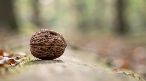 Whole walnut resting on mossy forest ground during autumn with woodland Foto stock