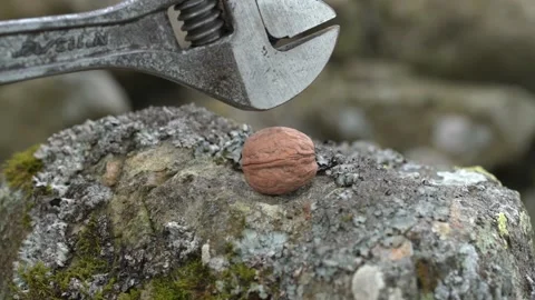 Whole walnut on a rock being smashed with a rusted spanner Stock Footage
