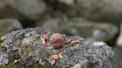 Whole walnut on a rock being smashed with a pebble Видео 137532592
