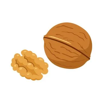 Whole walnut in shell and half walnut kernel isolated on white background Stock Illustration