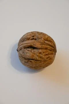 Whole walnut on a white surface Stock Photos