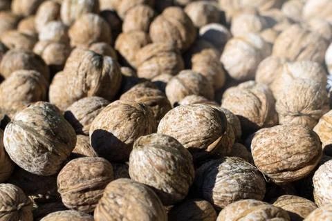 Whole walnuts in shell 写真素材