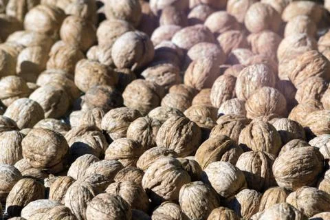 Whole walnuts in shell 写真素材