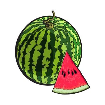 Whole watermelon and red triangular piece with seeds, sketch illustration Stock Illustration
