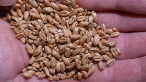 Whole wheat grain in man hands, close up Stock Footage 332421207