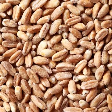 Whole wheat Stock Photos