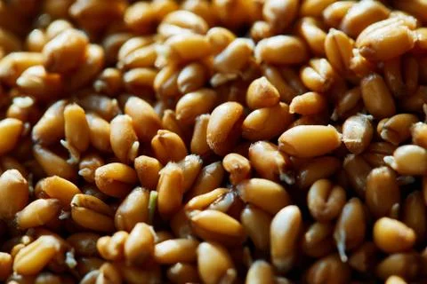 Whole wheat sprouts Stock Photos