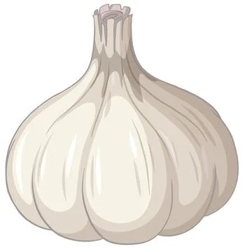 Whole White Garlic Bulb Vector Illustration Isolated on White Background Stock Illustration