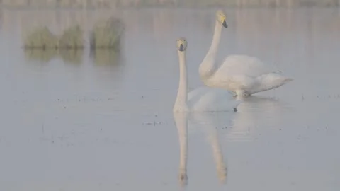 Whooper swan bird call in spring lake, Cygnus cygnus Stock Footage 240309330