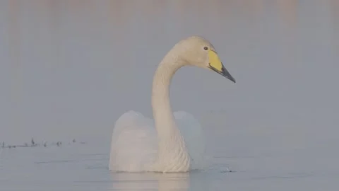 Whooper swan bird call in spring lake, Cygnus cygnus Stock Footage 240309440