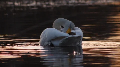 Whooper swan cleaning feathers Stock Footage