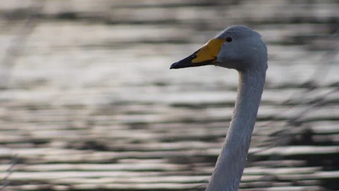 Whooper swan closeup Stock Footage 91236787