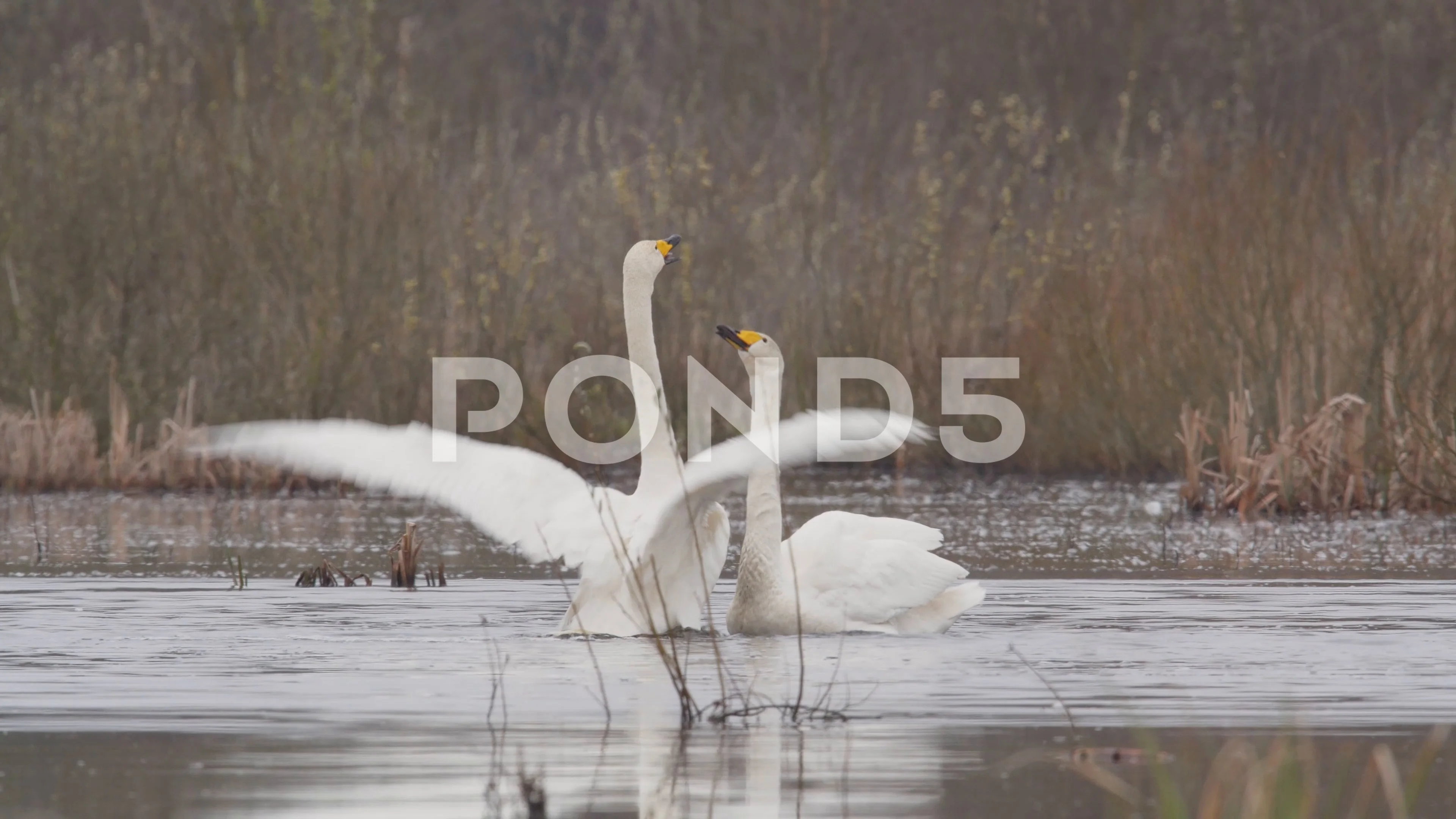 Whooper swan. Dancing and singing birds in spring. Cygnus cygnus.