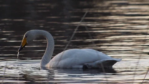 Whooper swan feeding Stock Footage 91237277