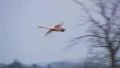 Whooper Swan in flight HD 동영상