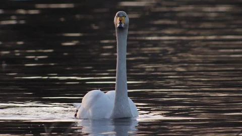 Whooper swan Stock Footage 91235985