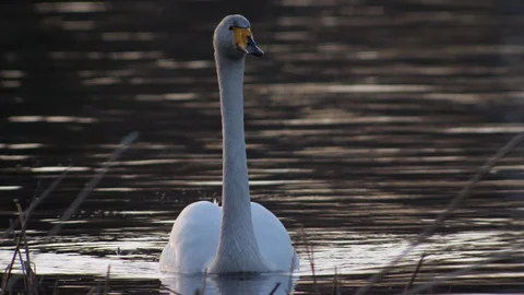 Whooper swan Stock Footage 91236426