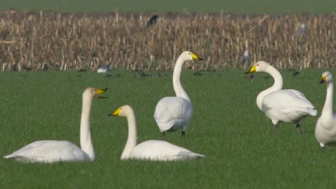 Whooper swan Stock Footage 225467778