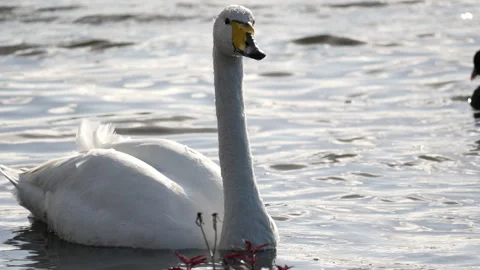 Whooper swan Stock-Footage 288681848