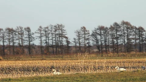 Whooper Swan Stock Footage 332389505