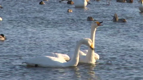 Whooper Swan Stock Footage 332392307