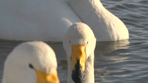 Whooper Swan Stock Footage 332392910