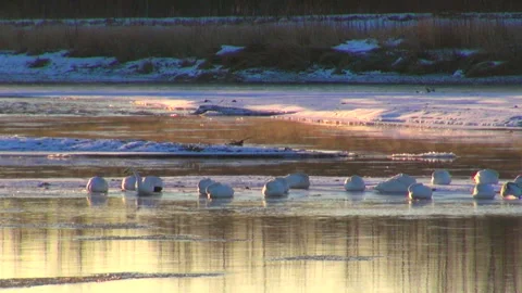 Whooper Swan Stock Footage 332415939