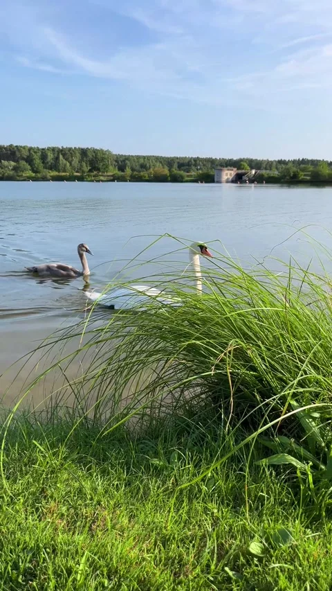 Whooper swan, a large white bird. Swans on the lake Stock Footage 286239050