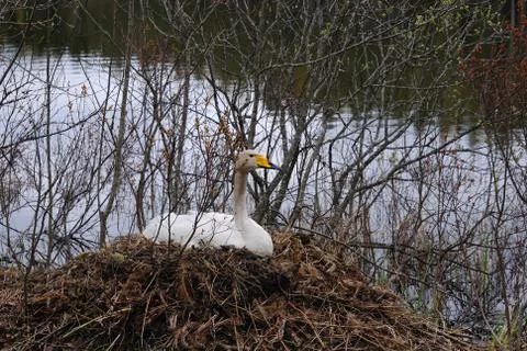 Whooper swan Stock Photos