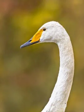 Whooper swan portrait on geen background Stock Photos