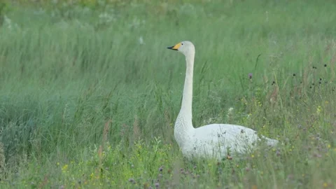 Whooper swan standing in grass Stock Footage 219047466