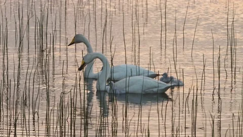 Whooper swan on a summer evening Stock Footage 209867464