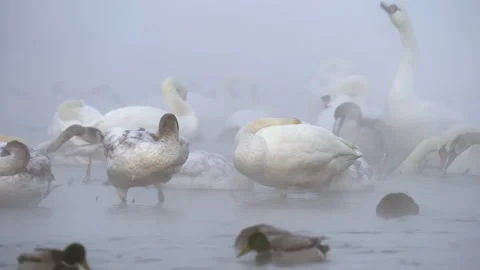 Whooper swans and mallards. On a cold winter morning. Floats in foggy water. Stock Footage 170447371