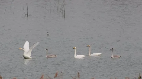 Whooper Swans Stock Videos – Royalty-Free HD & 4K Videos