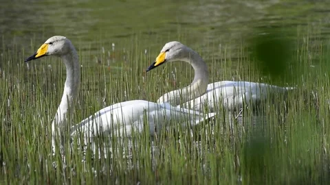 Whooper Swans Eating On Lake Stock Footage