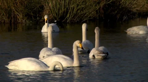 WHOOPER SWANS Stock Footage 36177832