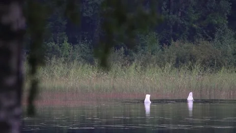 Whooper swans foraging on a lake. Stock Footage 139769414