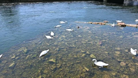 Whooper Swans in Galway River Stock Footage 278887219