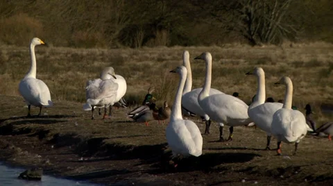 WHOOPER SWANS ON THE GROUND #1 Stock Footage 36177326