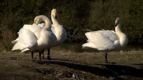 WHOOPER SWANS ON THE GROUND #2 Stock Footage 36177288