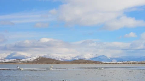 Whooper Swans Stock Videos – Royalty-Free HD & 4K Videos