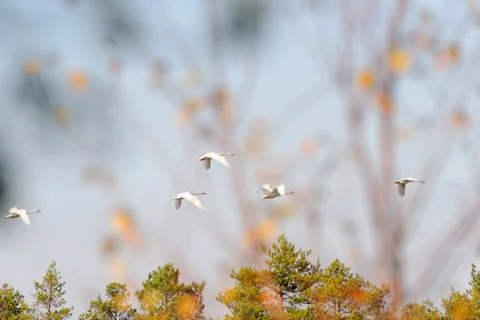 Whooper swans Stock Photos